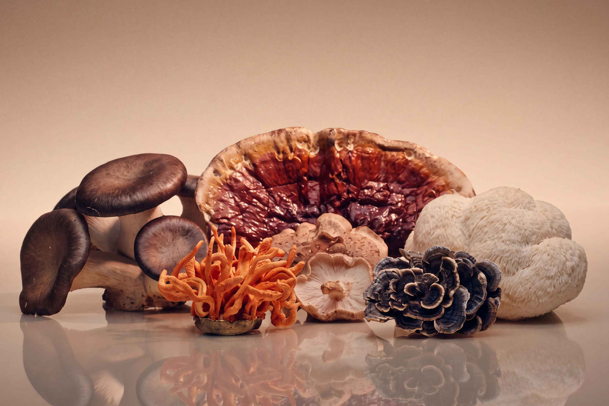 A still life arrangement of various mushrooms and a dark pine cone on a reflective surface against a warm beige background.