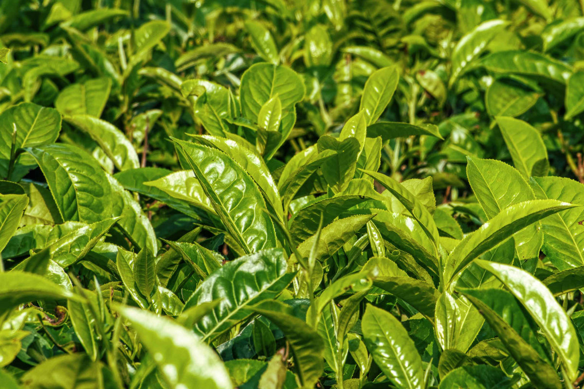 Close-up of lush green tea leaves growing densely in a field or plantation.