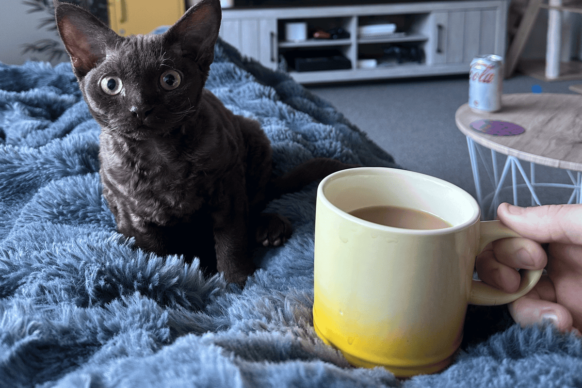 A dark curly-haired cat sits on a blue-gray shag blanket in a living room, looking at a hand holding a yellow-to-white gradient ceramic mug filled with a light brown beverage. A small table and a white cabinet are visible in the background.